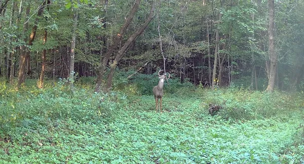 $499,000 | 0 265th Avenue, Maiden Rock, WI 54750