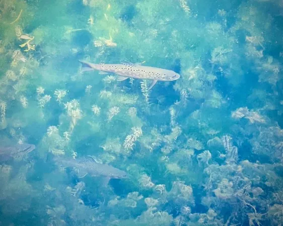 $499,000 | 0 265th Avenue, Maiden Rock, WI 54750