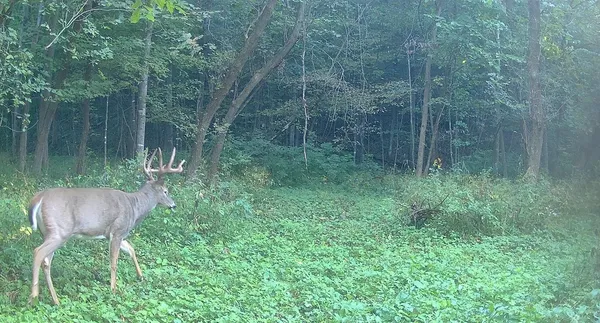 $499,000 | 0 265th Avenue, Maiden Rock, WI 54750