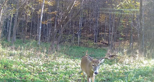 $499,000 | 0 265th Avenue, Maiden Rock, WI 54750