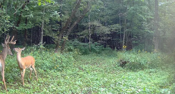 $499,000 | 0 265th Avenue, Maiden Rock, WI 54750