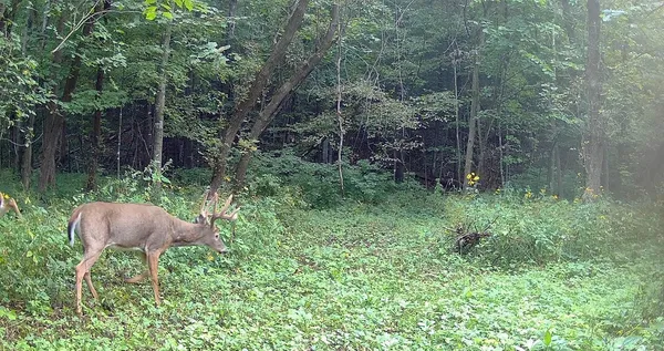 $499,000 | 0 265th Avenue, Maiden Rock, WI 54750