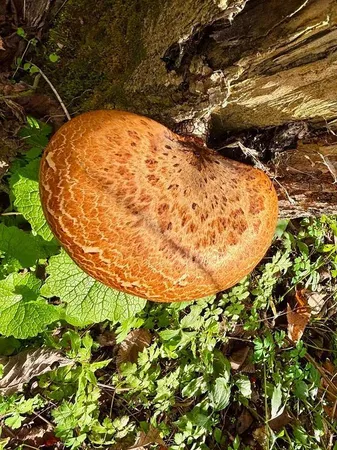 $499,000 | 0 265th Avenue, Maiden Rock, WI 54750