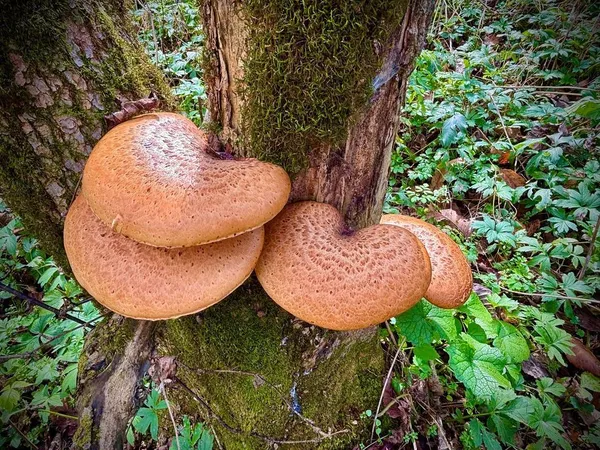 $499,000 | 0 265th Avenue, Maiden Rock, WI 54750