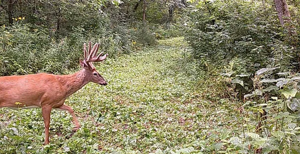 $499,000 | 0 265th Avenue, Maiden Rock, WI 54750