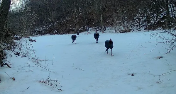 $499,000 | 0 265th Avenue, Maiden Rock, WI 54750