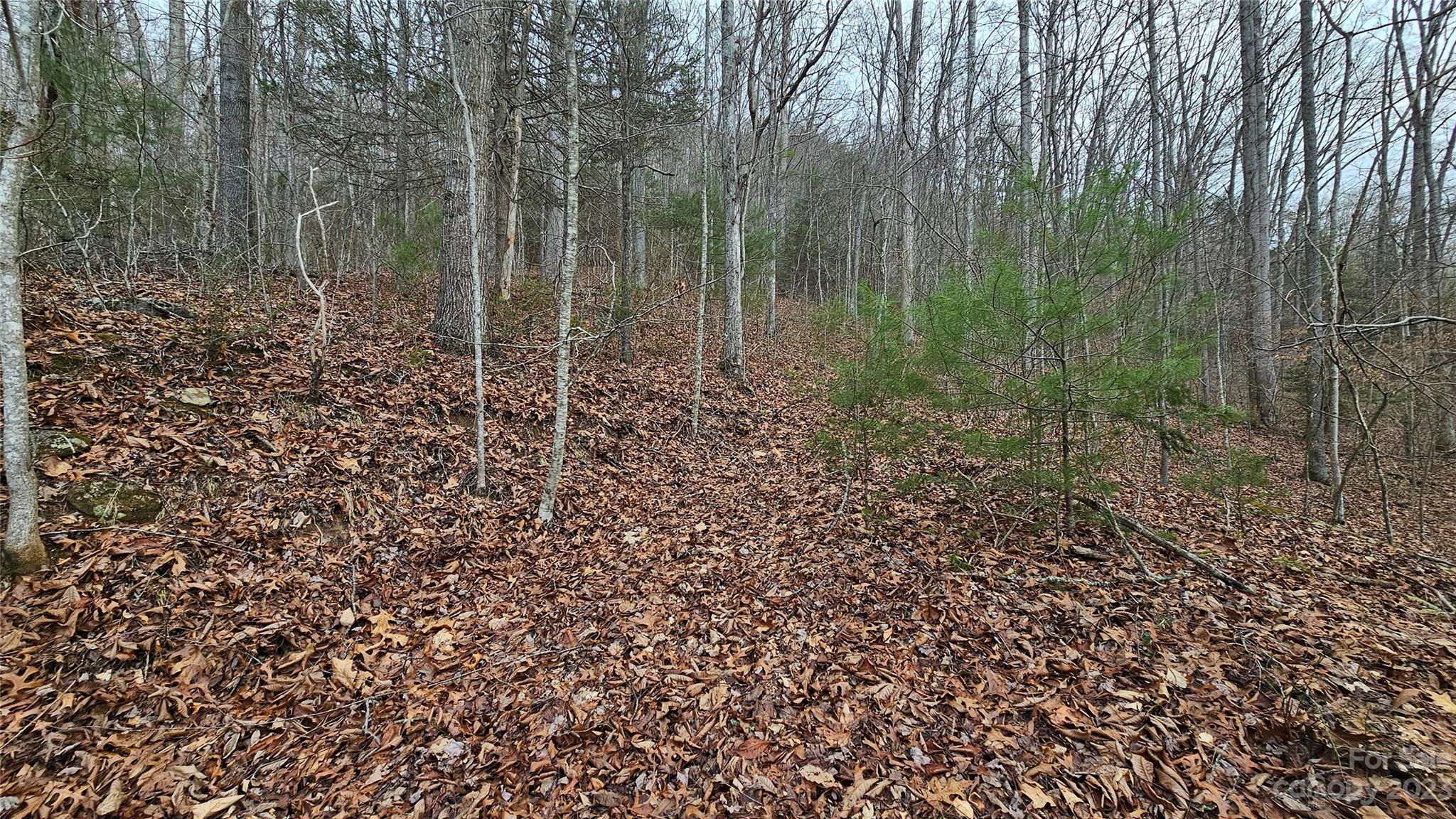 Lot 14 Seay Mountain Road Waynesville, NC 28785 - Photo 2 of 29 a view of a forest with trees in the background