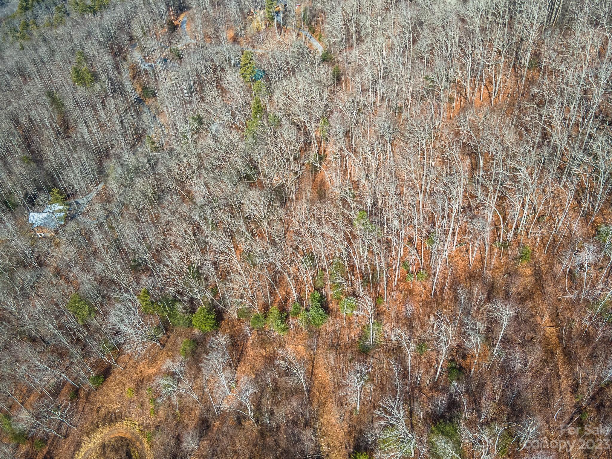 Lot 14 Seay Mountain Road Waynesville, NC 28785 - Photo 26 of 29 a close up of a plant