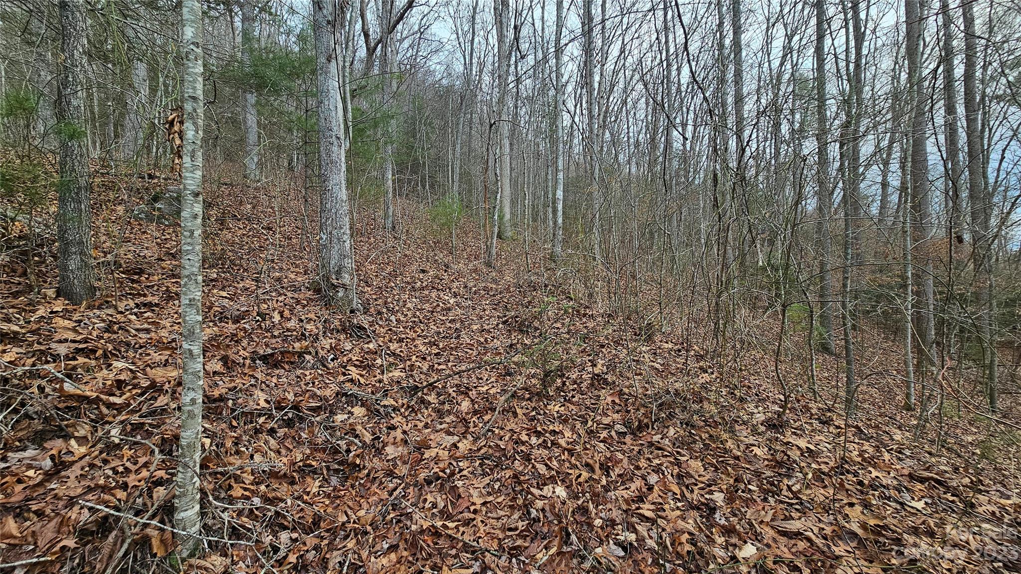 Lot 14 Seay Mountain Road Waynesville, NC 28785 - Photo 3 of 29 a view of a forest with trees in the background