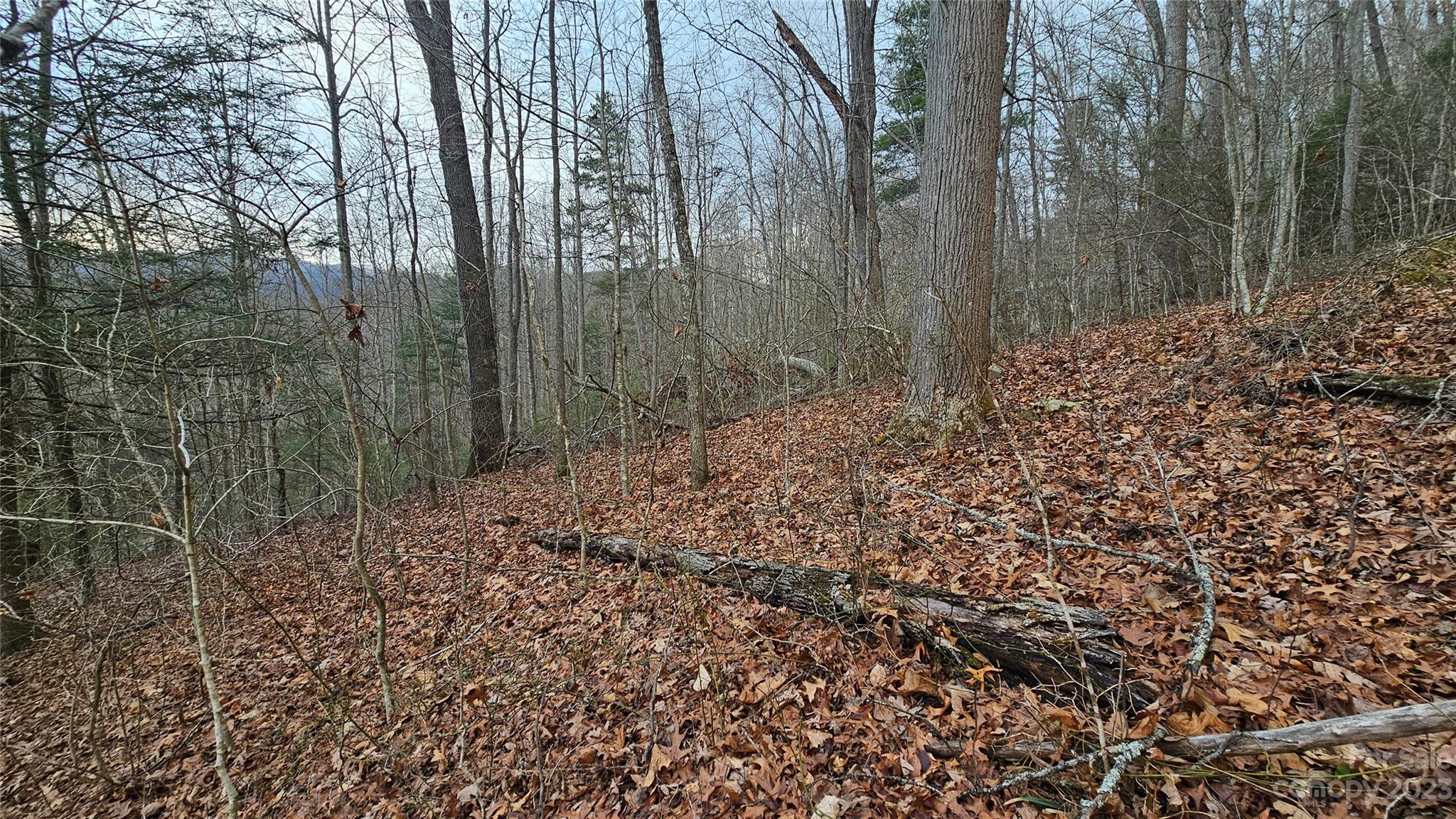 Lot 14 Seay Mountain Road Waynesville, NC 28785 - Photo 4 of 29 a view of a forest with trees in the background