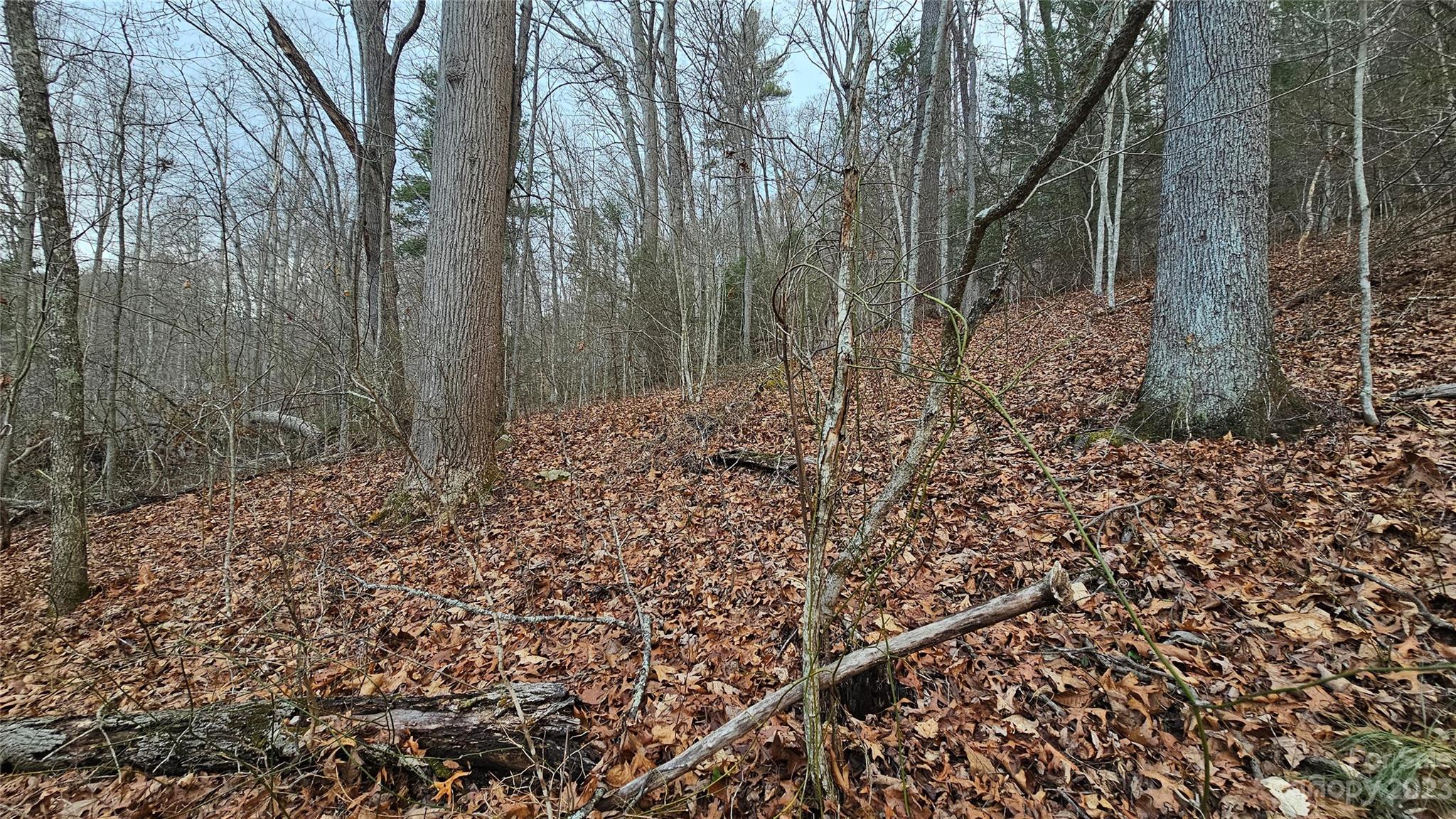 Lot 14 Seay Mountain Road Waynesville, NC 28785 - Photo 5 of 29 a view of a forest with trees