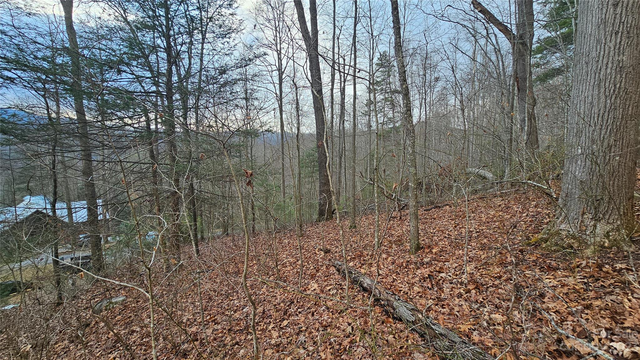 Lot 14 Seay Mountain Road Waynesville, NC 28785 - Photo 6 of 29 a view of a forest with lots of trees