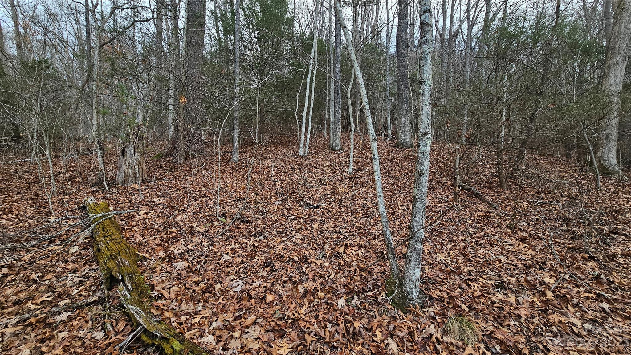 Lot 14 Seay Mountain Road Waynesville, NC 28785 - Photo 7 of 29 a view of a forest with lots of trees