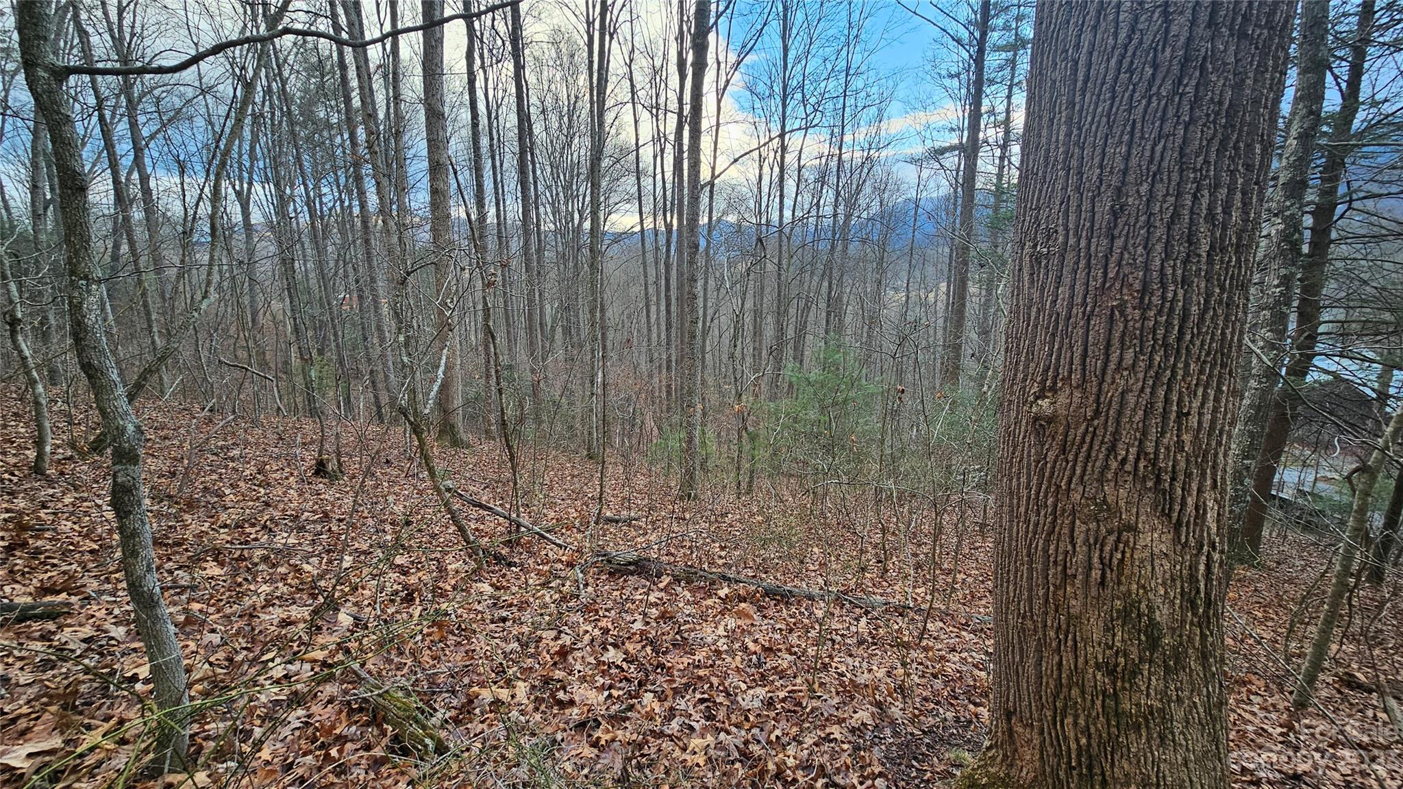 Lot 14 Seay Mountain Road Waynesville, NC 28785 - Photo 9 of 29 a view of a backyard with trees