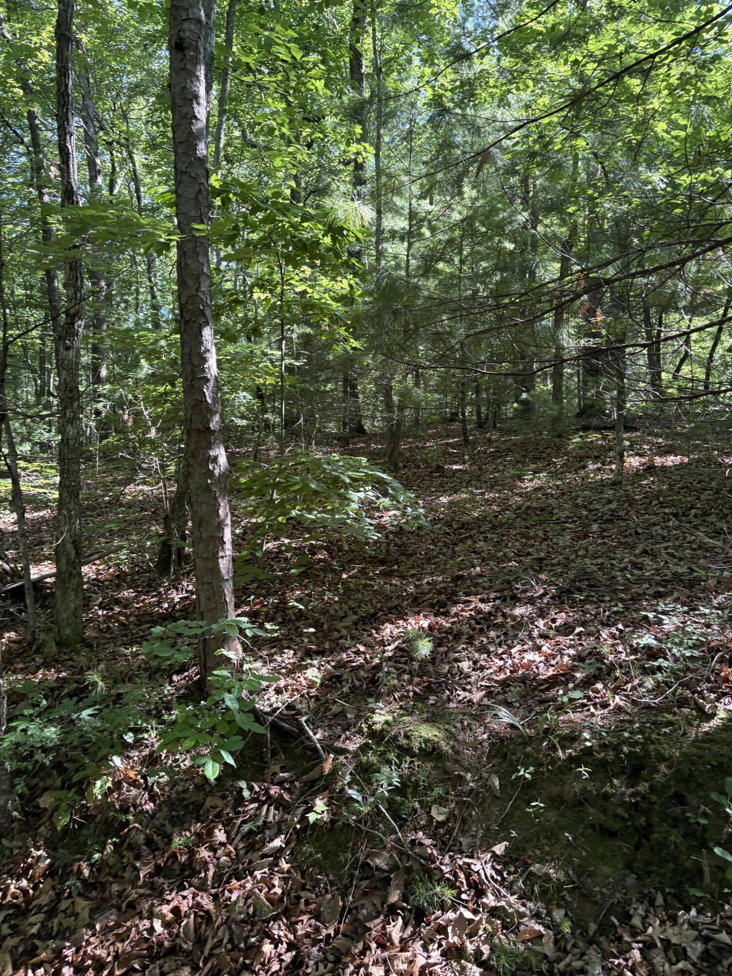 2 Old Furnace Road Tellico Plains, TN 37385 - Photo 13 of 18 Gallery Image 13