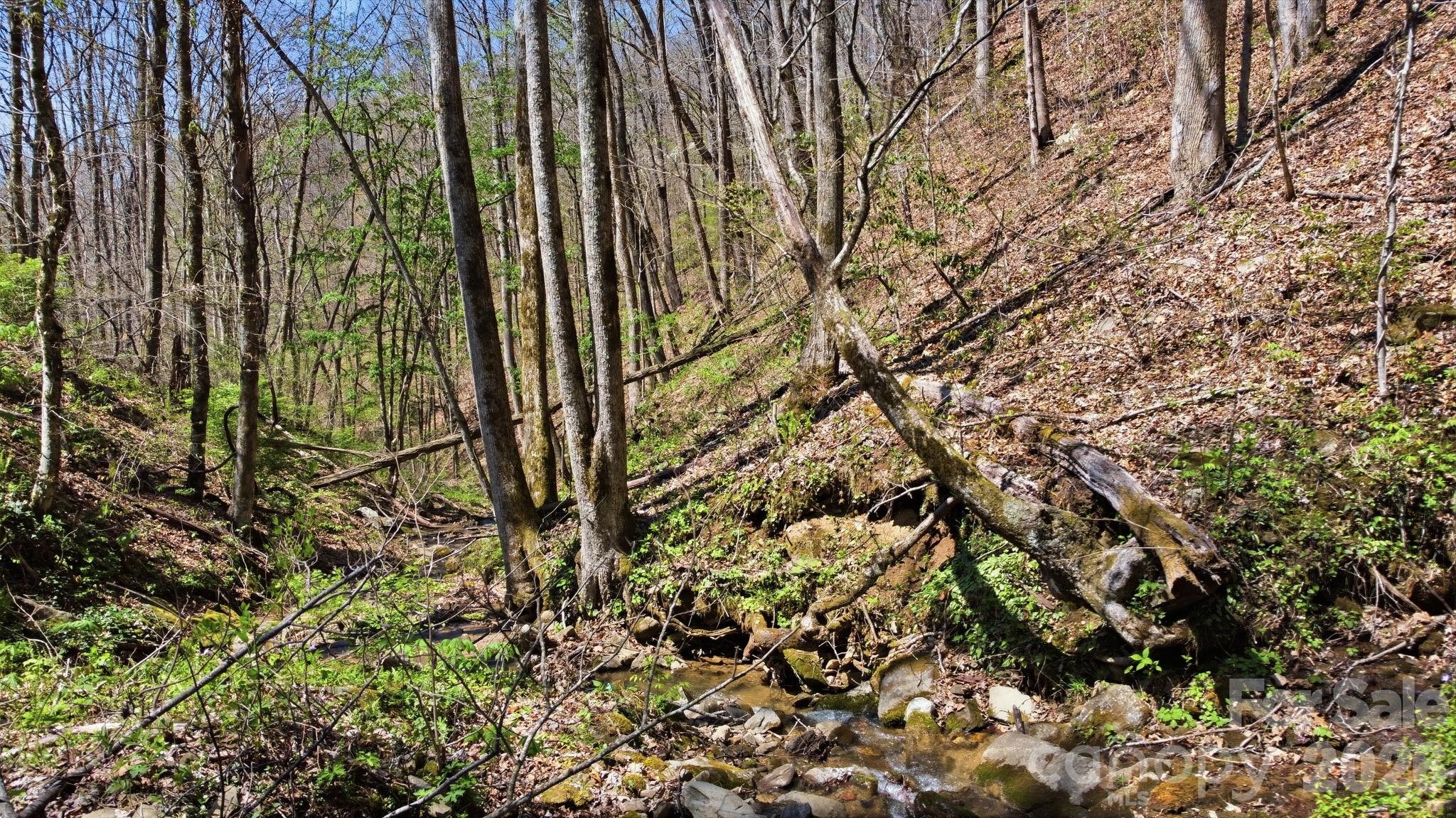 1837 East Alarka Road Bryson City, NC 28713 - Photo 12 of 34 a view of forest