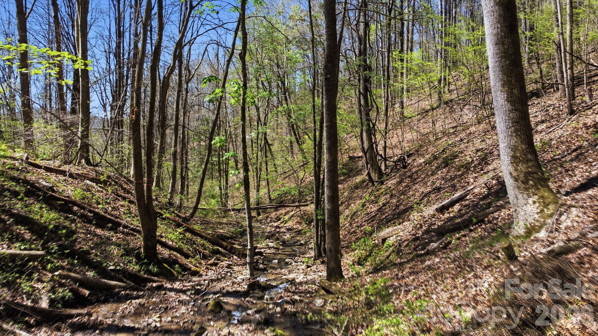 1837 East Alarka Road Bryson City, NC 28713 - Photo 13 of 34 a view of forest