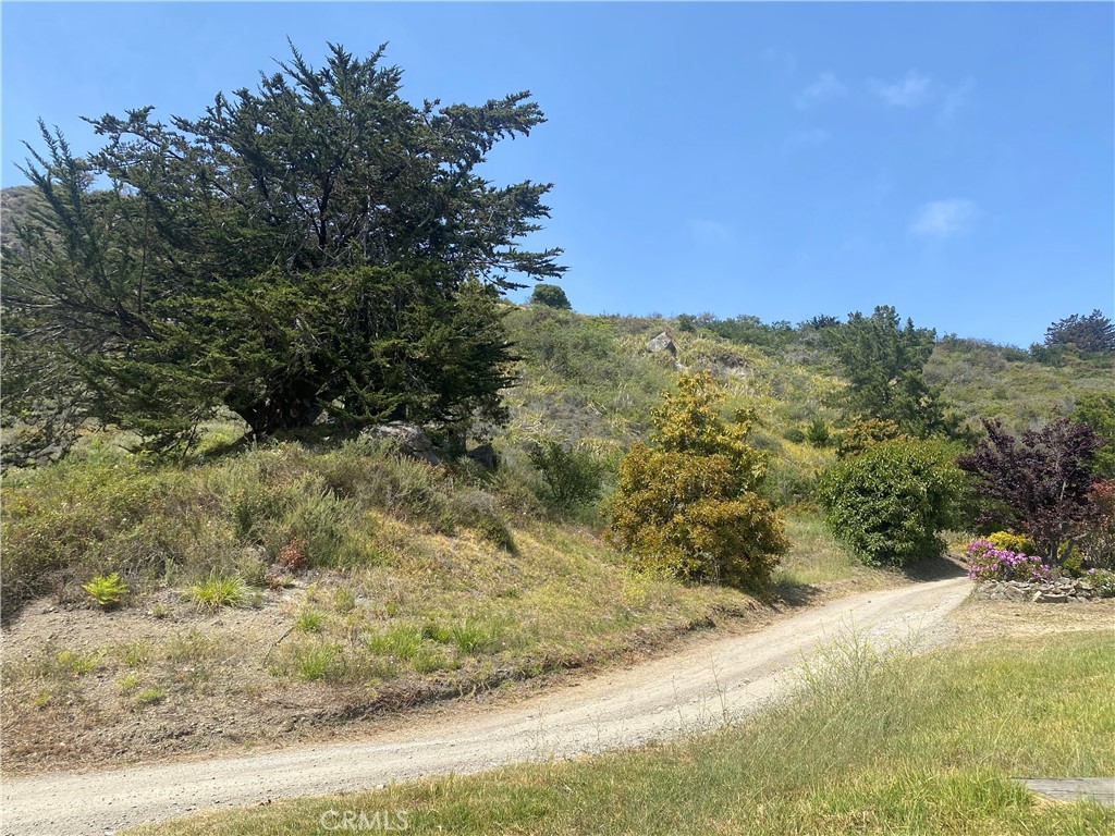 0 Morning Glory Ranch Big Sur, CA 93920 - Photo 15 of 35 a view of a yard with a tree