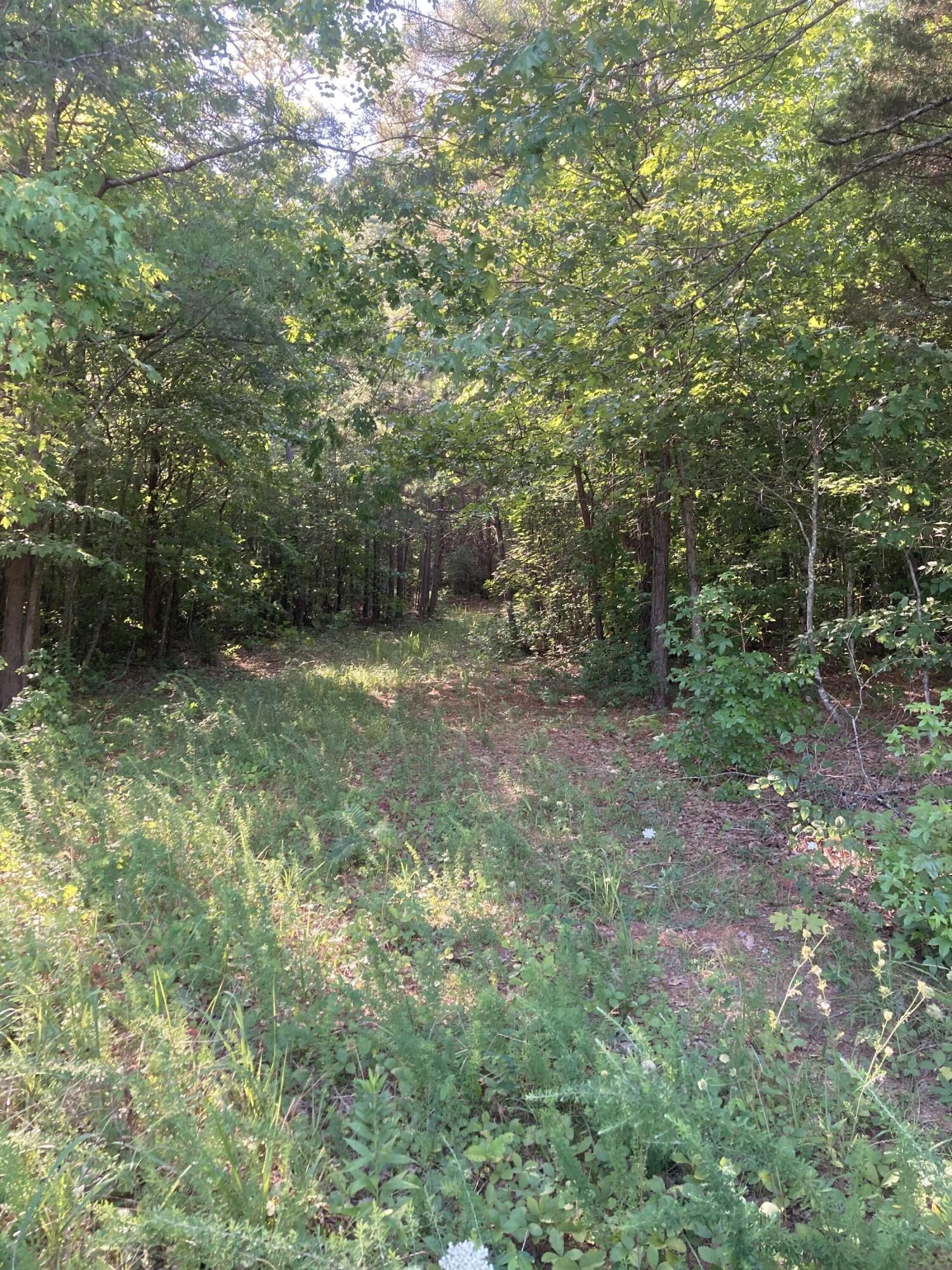 0 South No Pone Valley Road Decatur, TN 37322 - Photo 5 of 10 Gallery Image 5