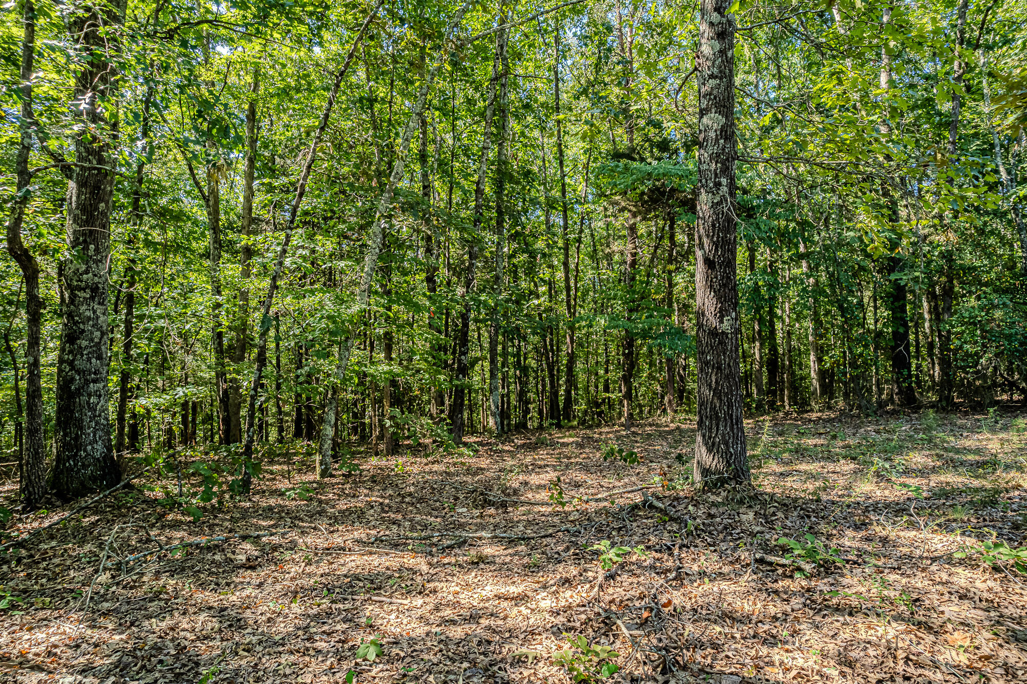 189 County Road 182 Decatur, TN 37322 - Photo 15 of 17 Cr 182-15