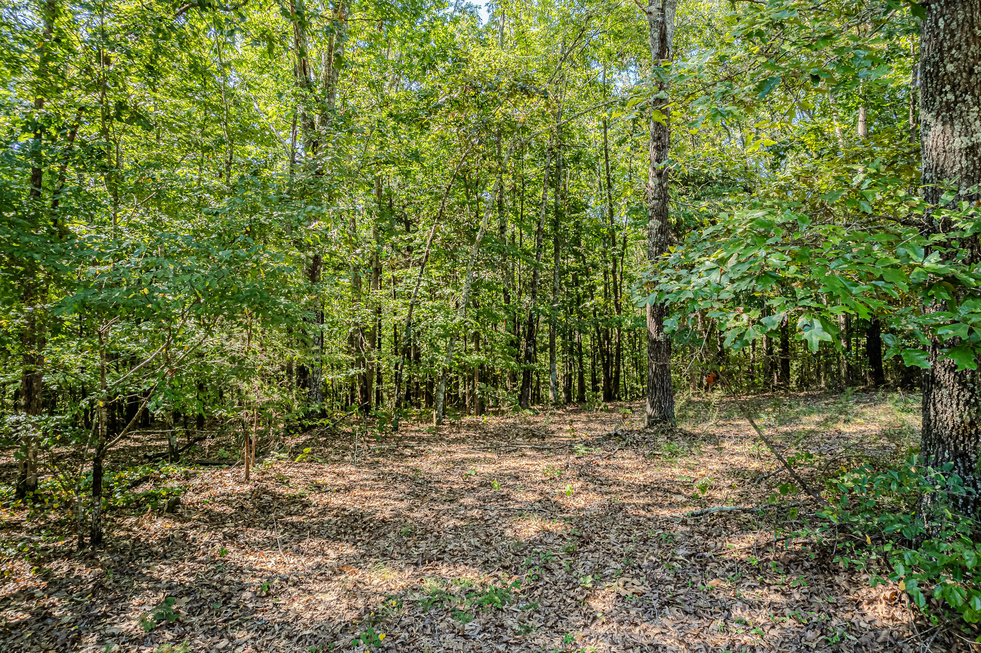 189 County Road 182 Decatur, TN 37322 - Photo 16 of 17 Cr 182-16