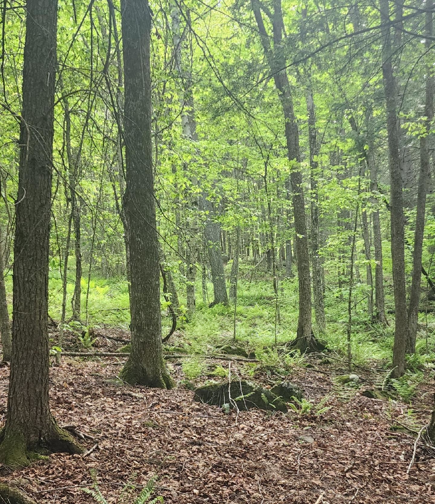 0 Tarbell Hill Road Cavendish, VT 05142 - Photo 2 of 7