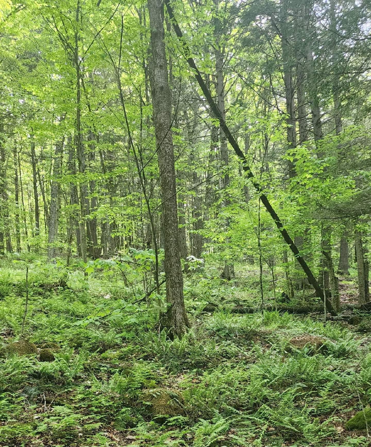 0 Tarbell Hill Road Cavendish, VT 05142 - Photo 4 of 7