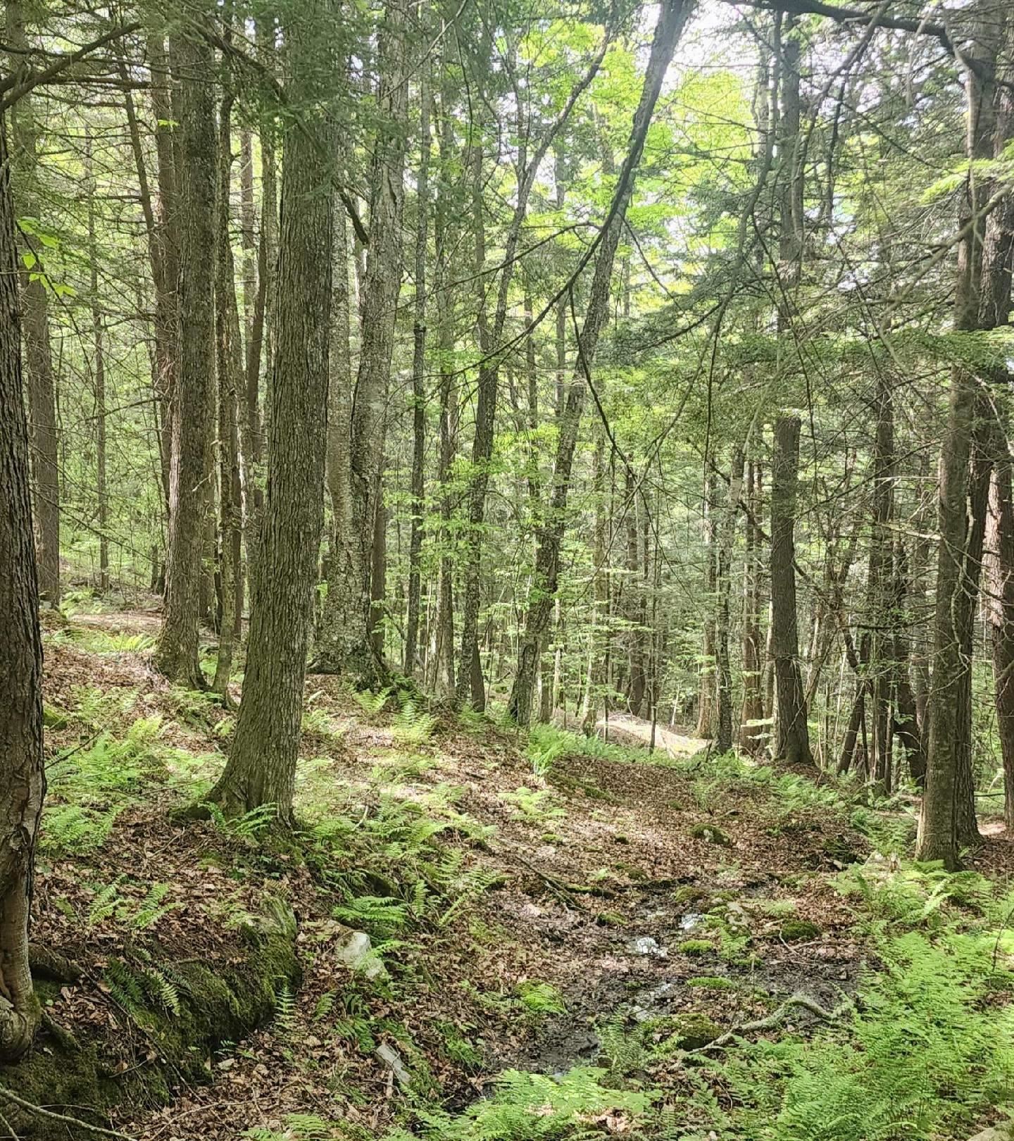 0 Tarbell Hill Road Cavendish, VT 05142 - Photo 5 of 7