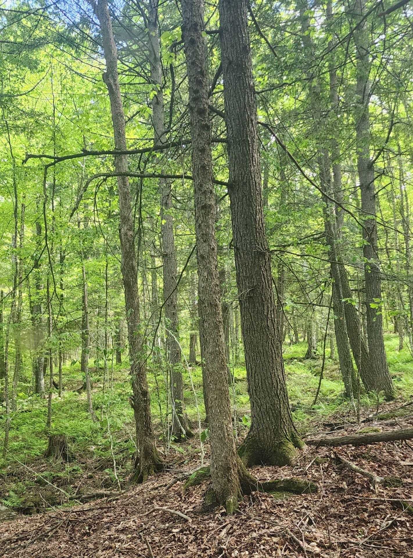 0 Tarbell Hill Road Cavendish, VT 05142 - Photo 6 of 7