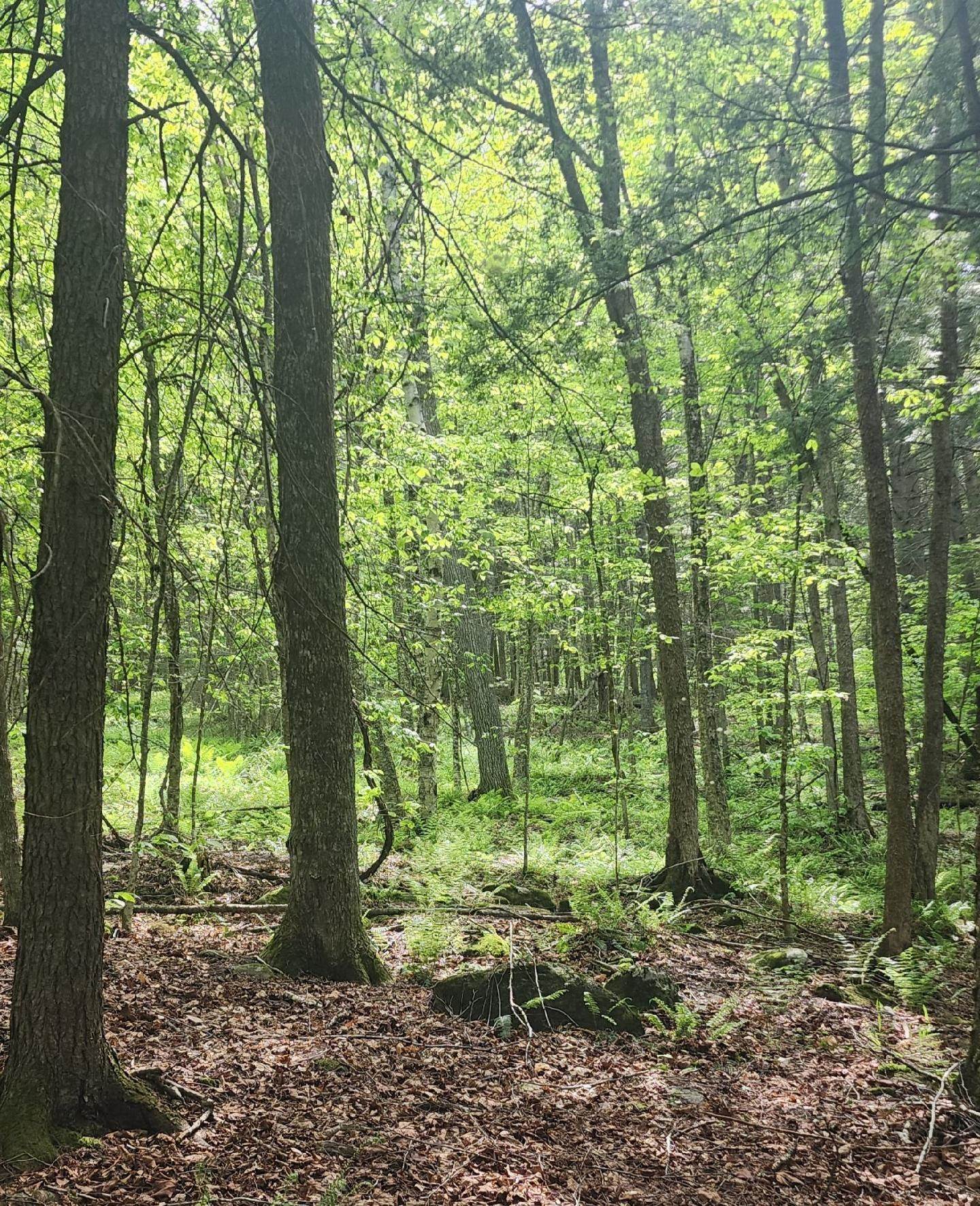 0 Tarbell Hill Road Cavendish, VT 05142 - Photo 7 of 7