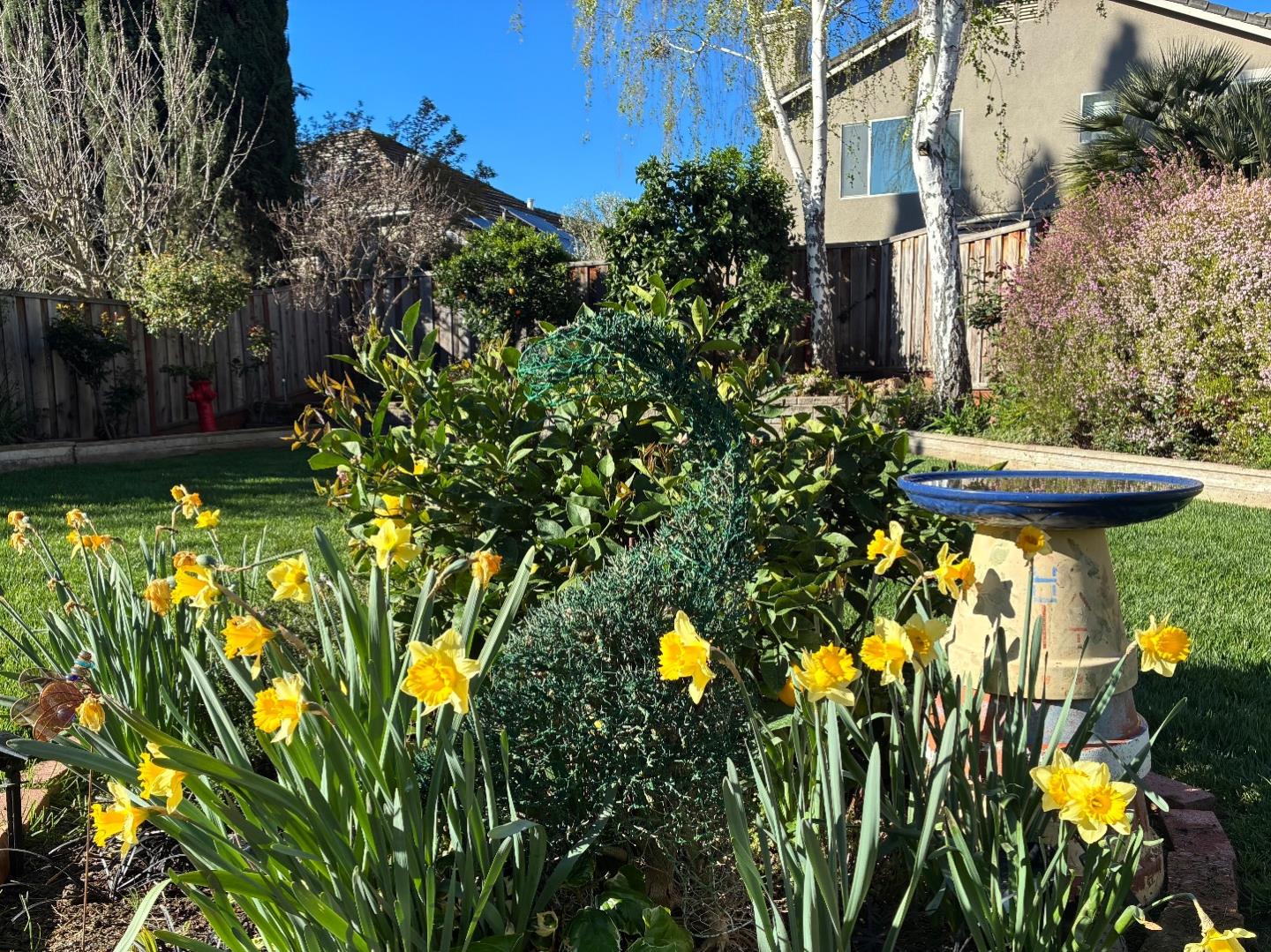 1536 Jackdow Court Gilroy, CA 95020 - Photo 45 of 53