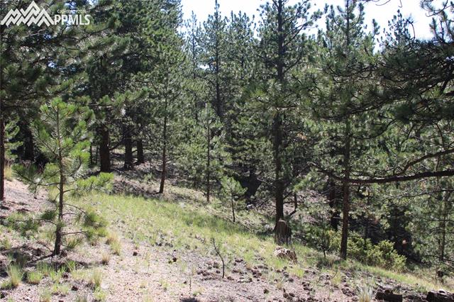 24 Spruce Creek Road Divide, CO 80814 - Photo 7 of 7 Gallery Image 7