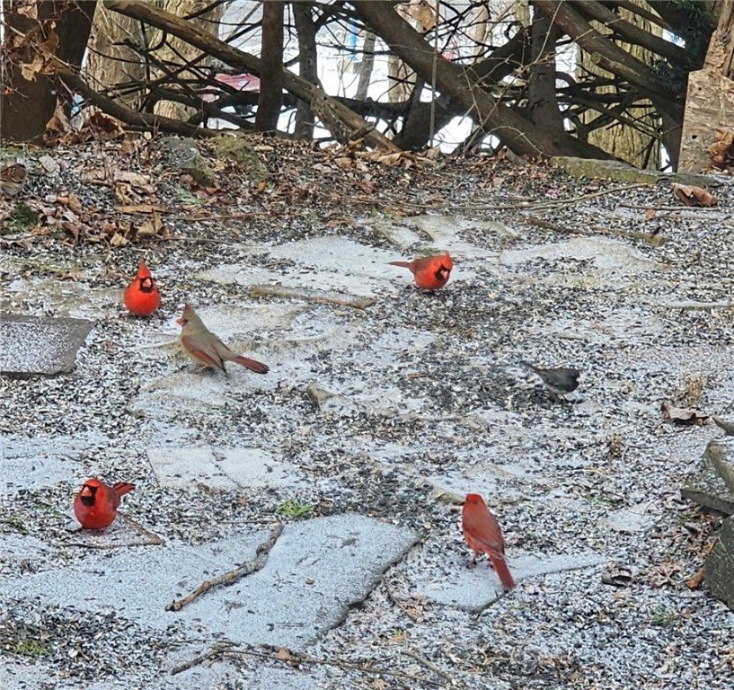 1096 Filkins Road Arcadia, NY 14513 - Photo 43 of 43