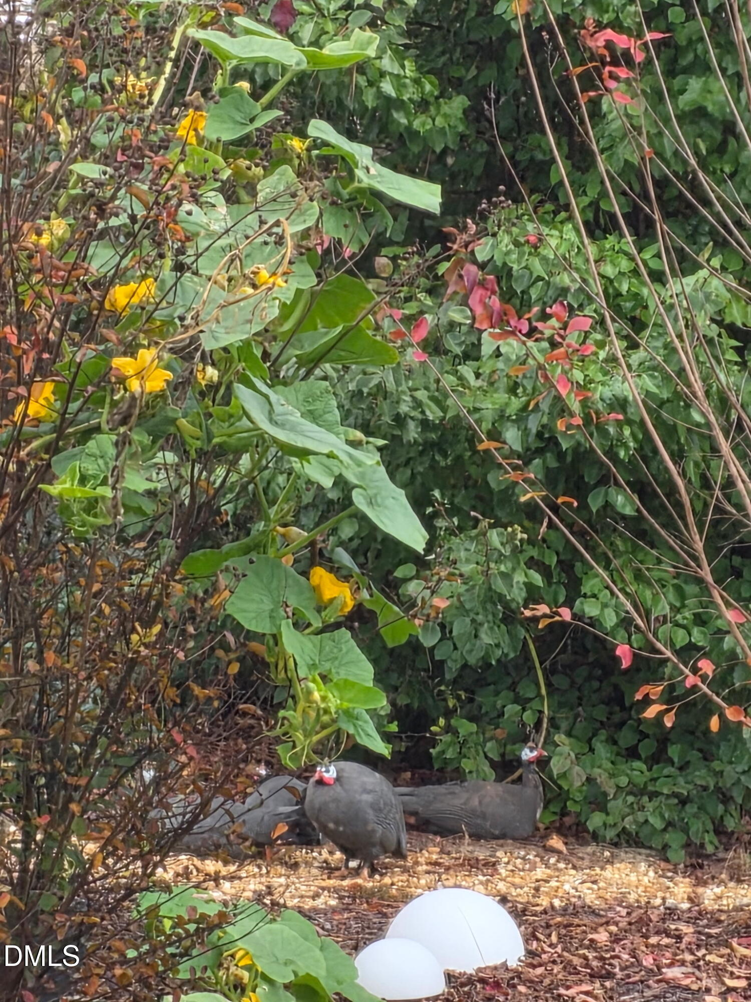 59 Two Belles Court Angier, NC 27501 - Photo 41 of 44 Landscaping