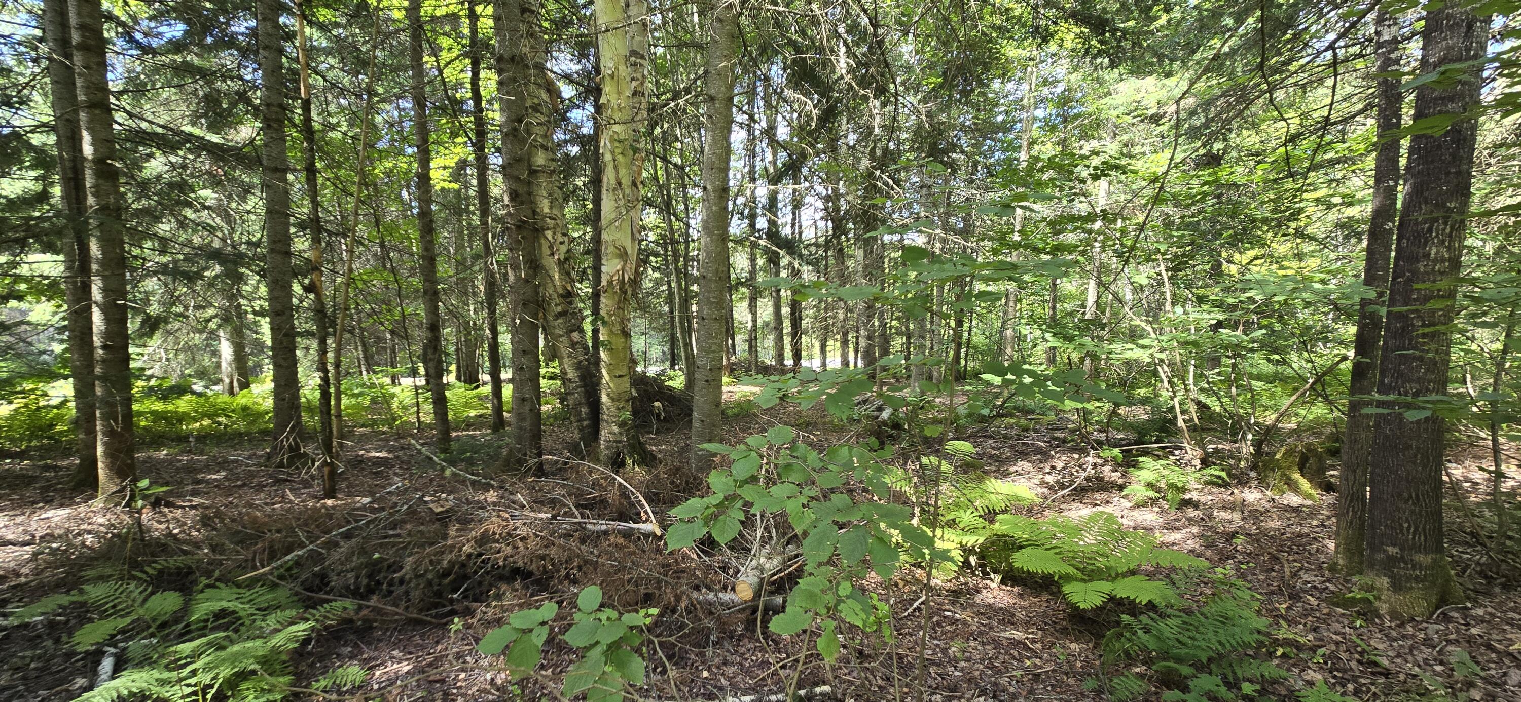 6 Balsam Ridge Road St. Francis, ME 04774 - Photo 4 of 47 20250821_120011