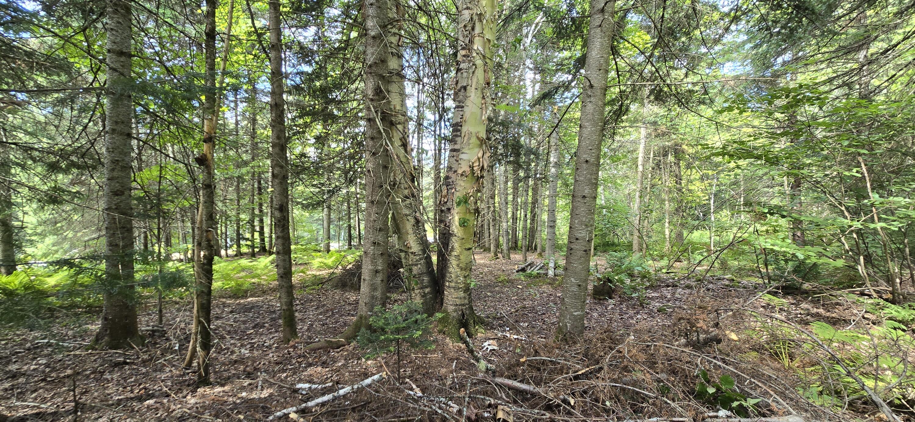 6 Balsam Ridge Road St. Francis, ME 04774 - Photo 5 of 47 20250821_120031