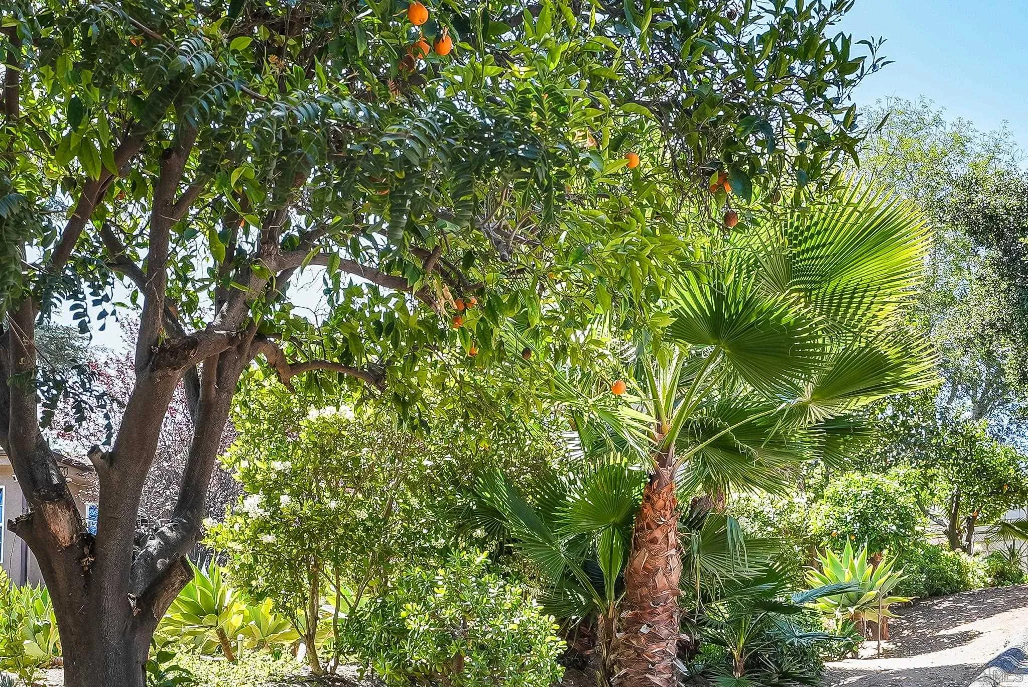 2211 Sunset Drive Escondido, CA 92025 - Photo 35 of 43 a view of a tree in a garden