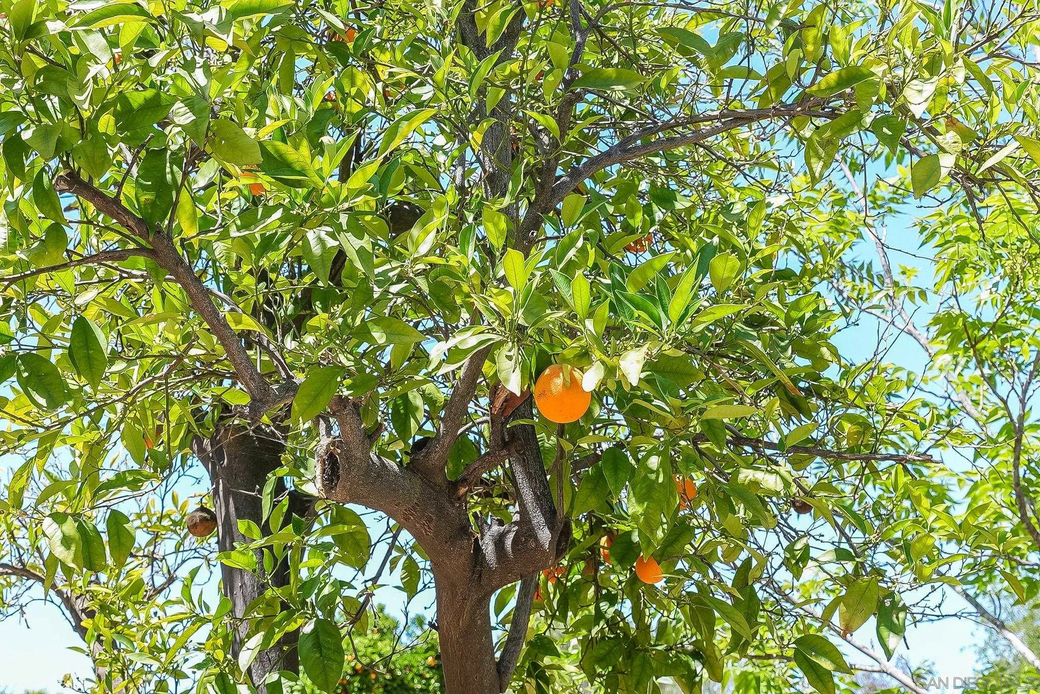 2211 Sunset Drive Escondido, CA 92025 - Photo 36 of 43 a view of a tree