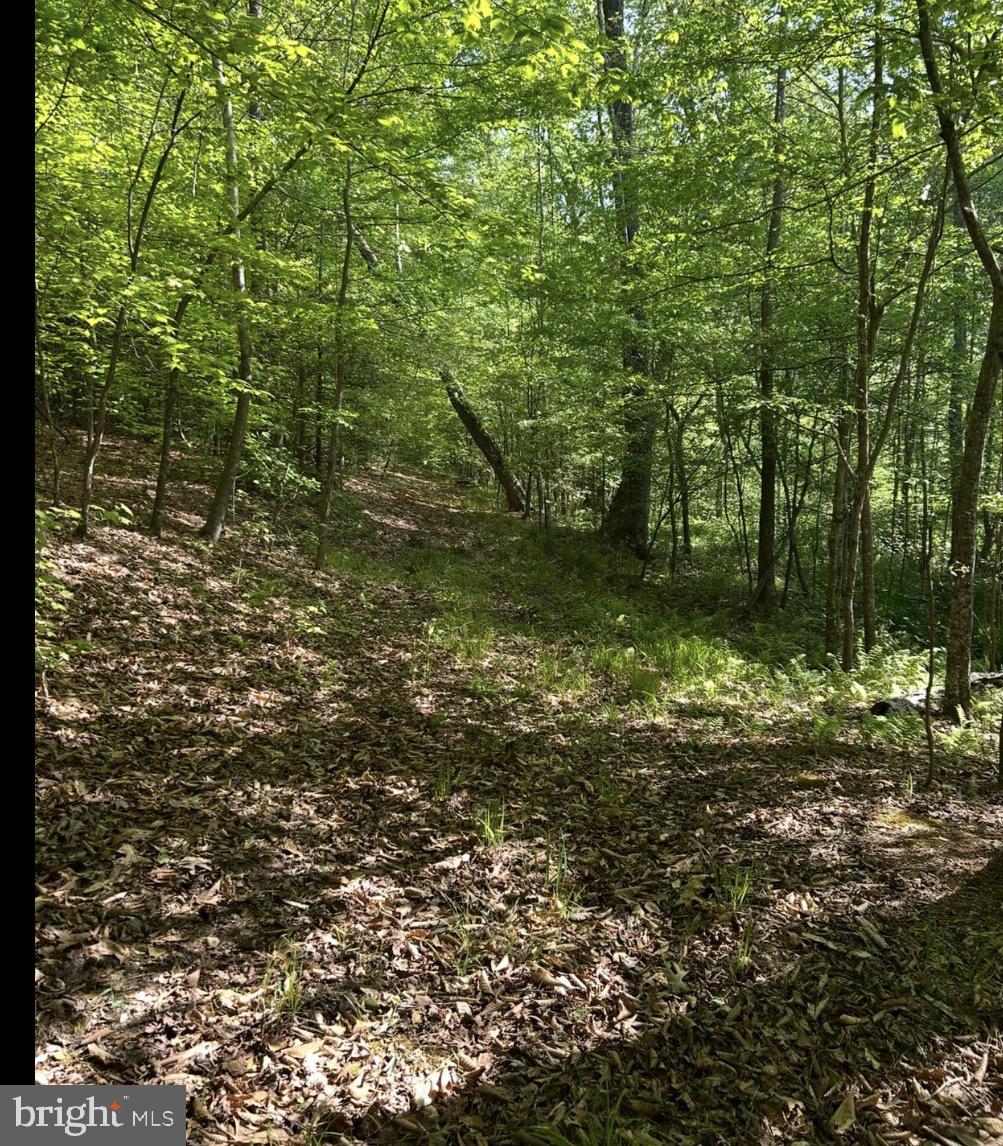 Lot 3-tm: Lot 3-tm: 35-3-3 Longfield Road Colonial Beach, VA 22443 - Photo 1 of 3 a big yard with lots of green space and trees