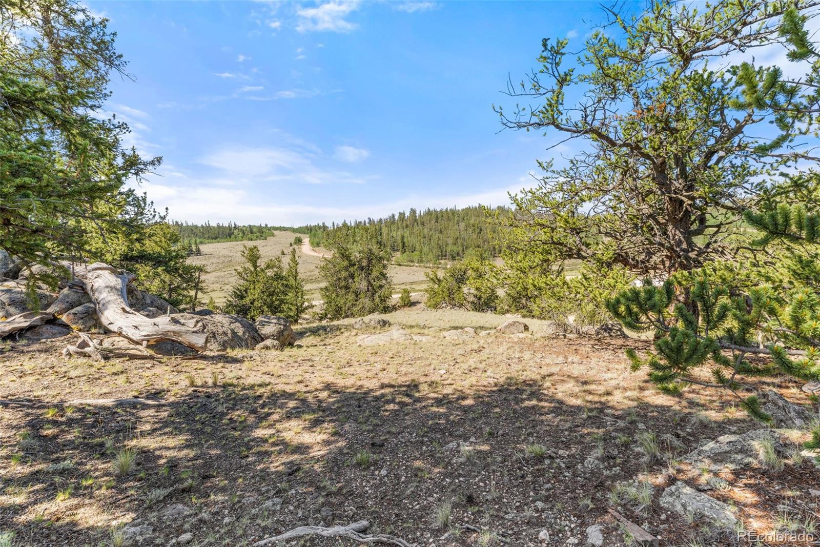 4588 Remington Road Jefferson, CO 80456 - Photo 11 of 11 a view of a yard with a tree