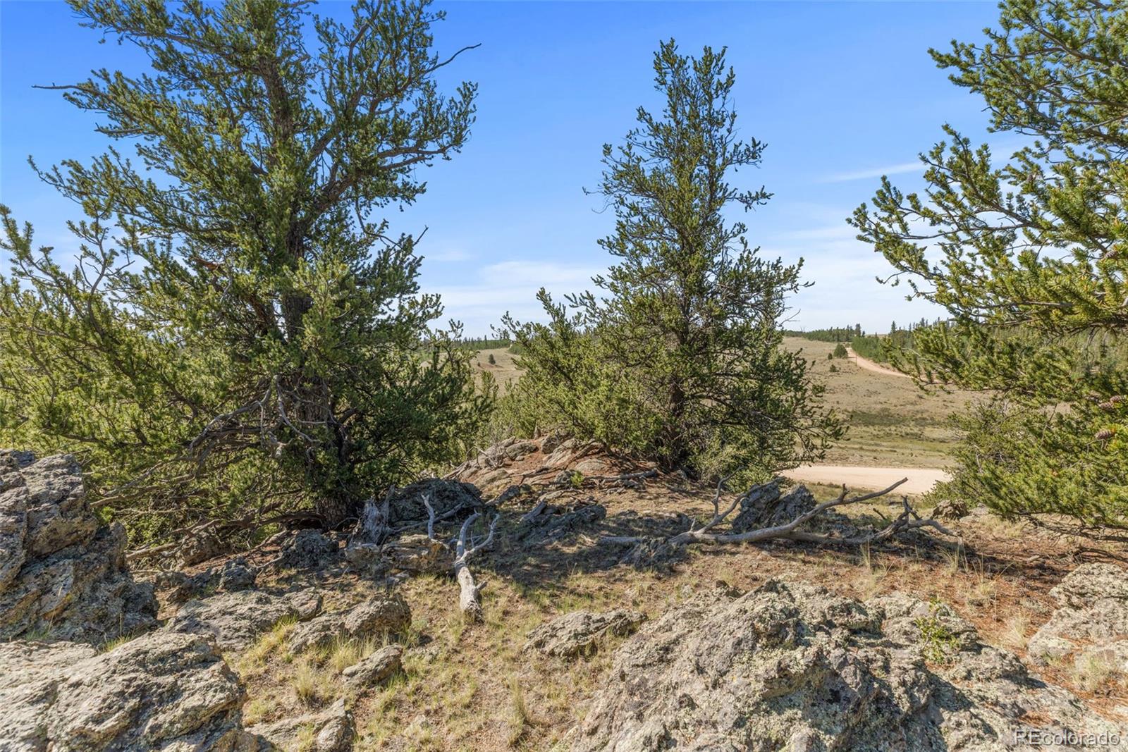 4588 Remington Road Jefferson, CO 80456 - Photo 8 of 11 a view of a yard with plants and large trees
