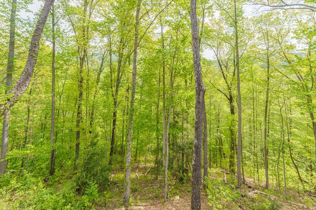 2421 Deep Spring Lane Sevierville, TN 37862 - Photo 47 of 59 Gallery Image 47