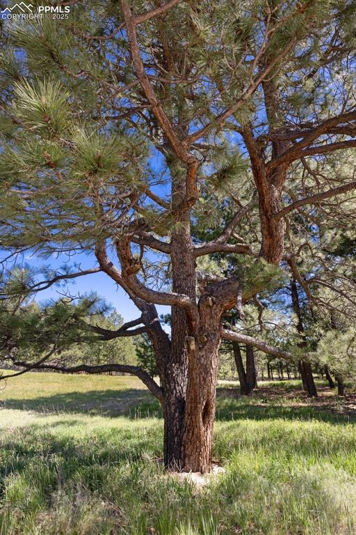 3560 Range View Road Monument, CO 80132 - Photo 18 of 23 Prayer tree