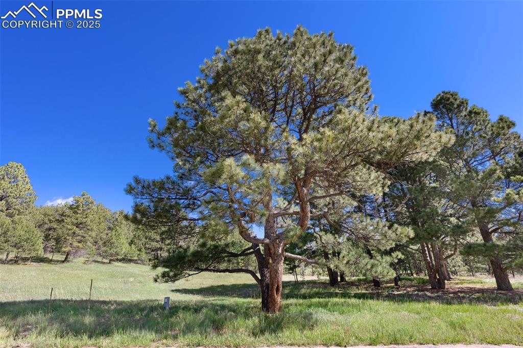 3560 Range View Road Monument, CO 80132 - Photo 5 of 23 prayer tree