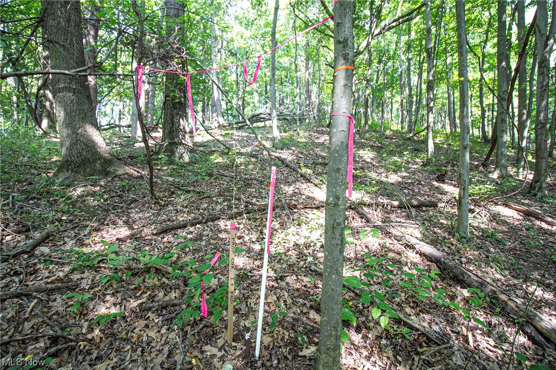 Union Hill Road Kimbolton, OH 43749 - Photo 15 of 24 View of local wilderness