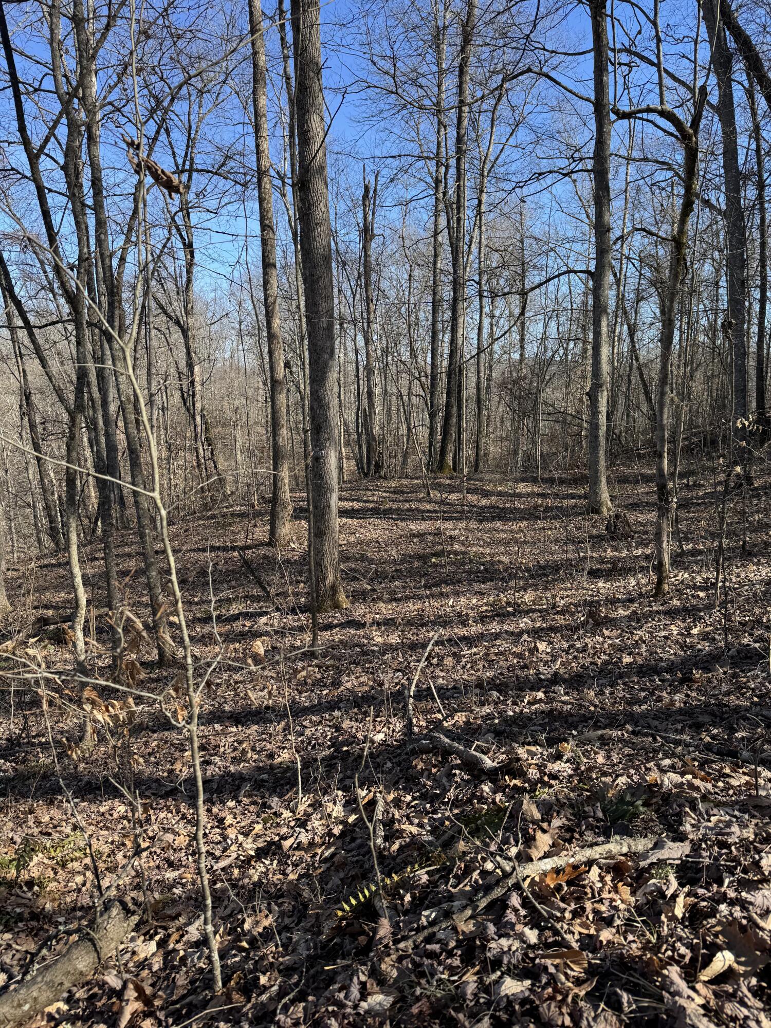 9999 Little Wildcat Creek Road Manchester, KY 40962 - Photo 13 of 18 IMG_6048