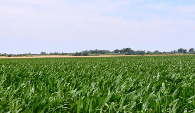 $11,950,000 | 16071 Tyler Island Road, Walnut Grove, CA 95690