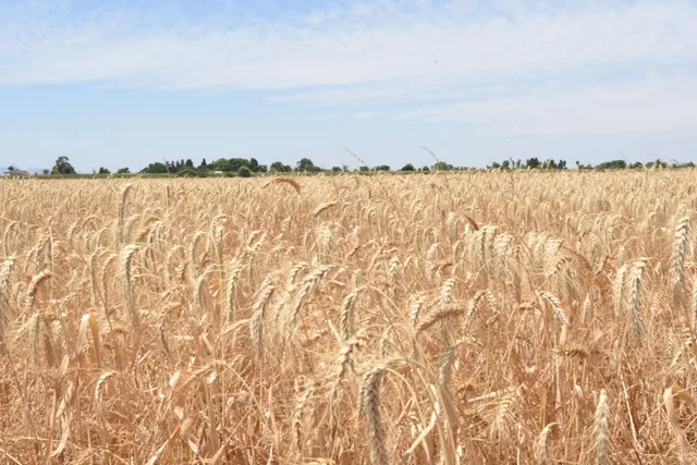 $11,950,000 | 16071 Tyler Island Road, Walnut Grove, CA 95690