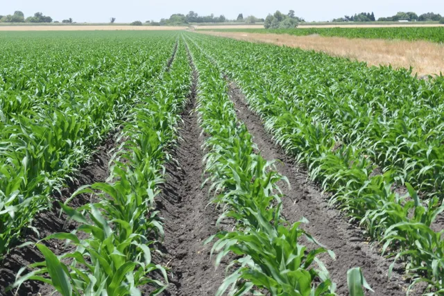 $11,950,000 | 16071 Tyler Island Road, Walnut Grove, CA 95690