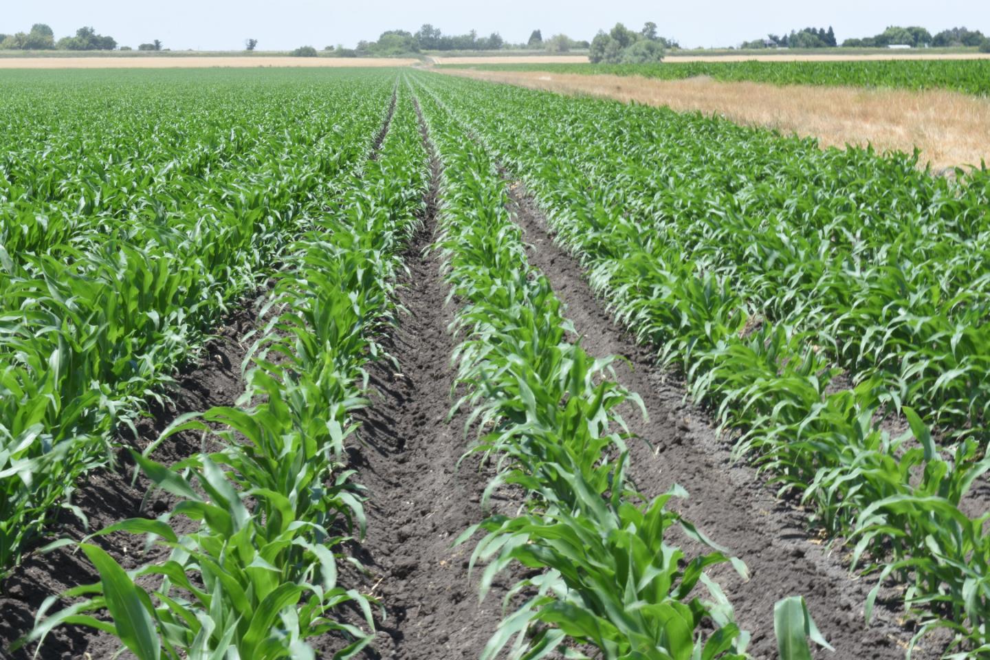 16071 Tyler Island Road Walnut Grove, CA 95690 - Photo 3 of 10 a view of a garden with an outdoor space